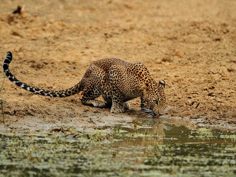 Sri Lankan leopard drinking at a forest pool in Wilpattu National Park, northwest Sri Lanka safari