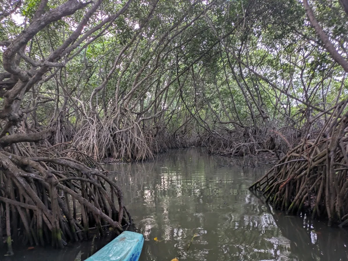 Arugam Bay Lagoon Birding