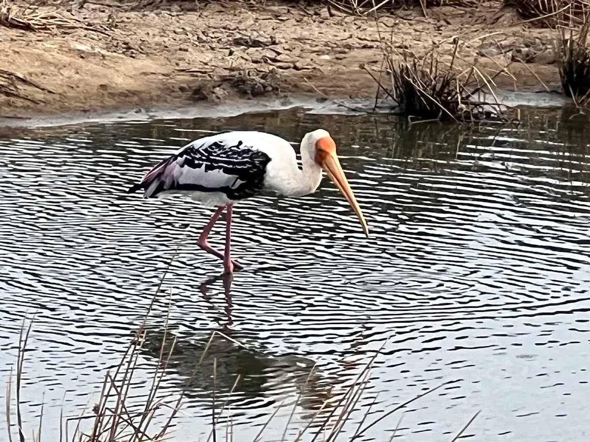 Arugam Bay Lagoon Birding