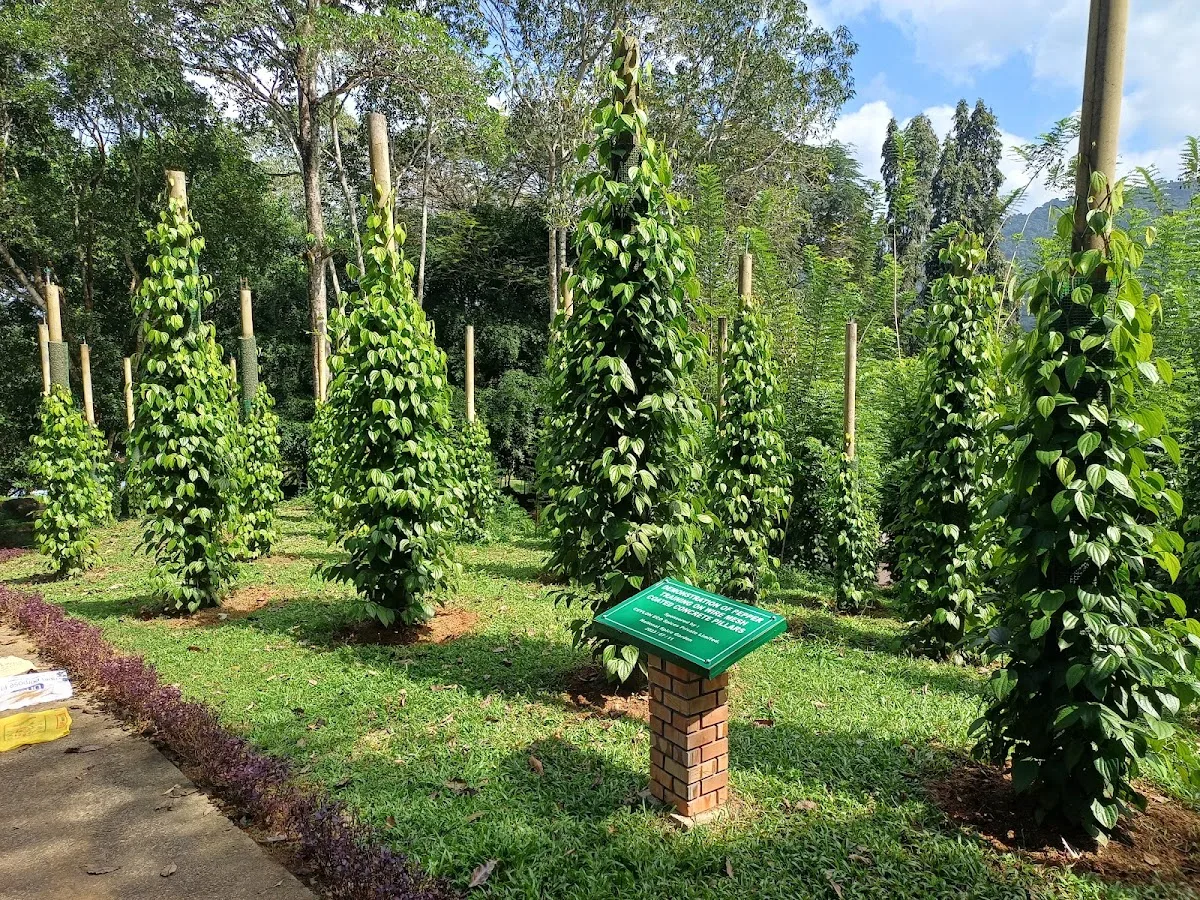 Ayurvedic Spice Garden Walk