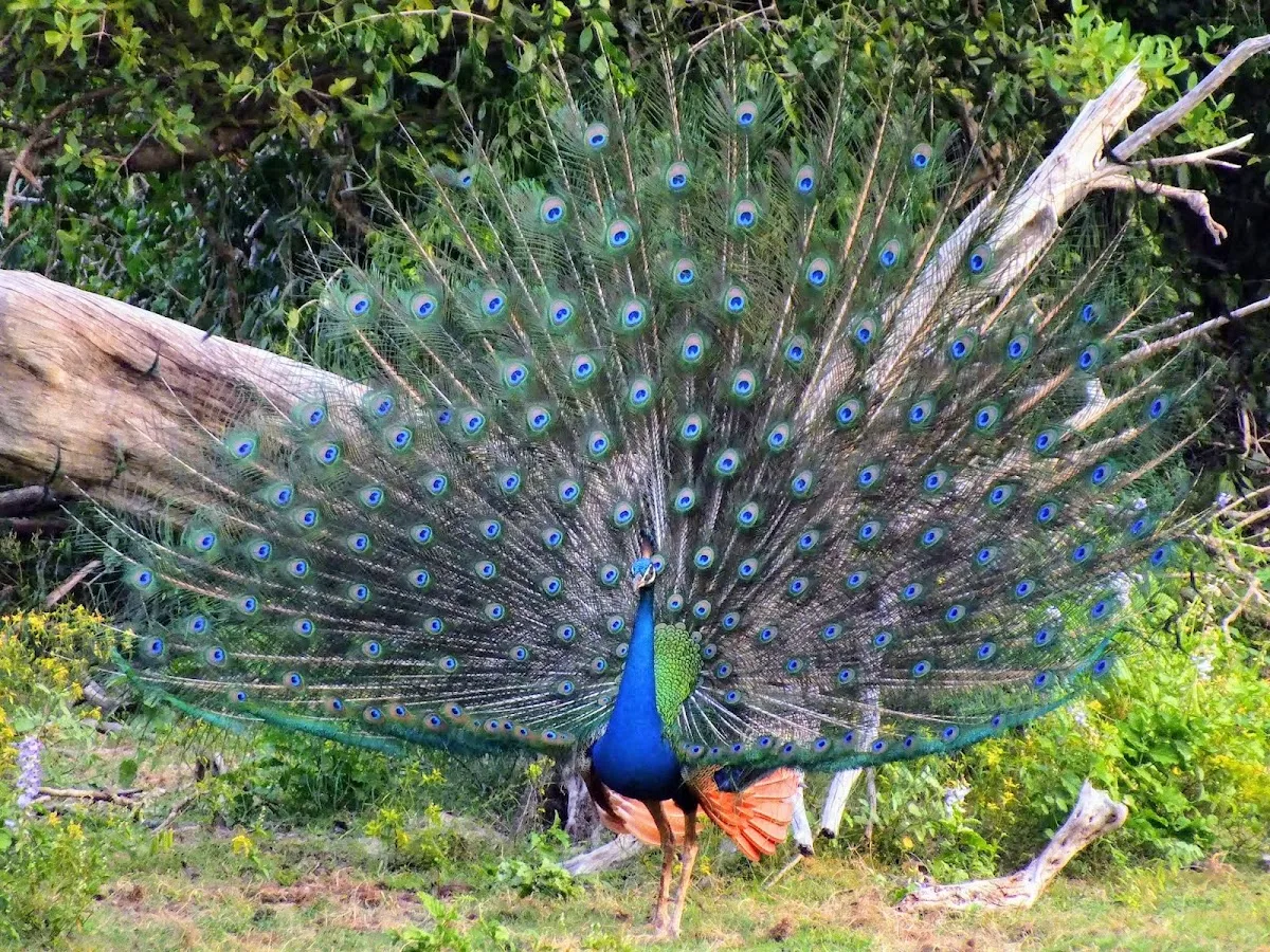 Bundala Migratory Bird Safari