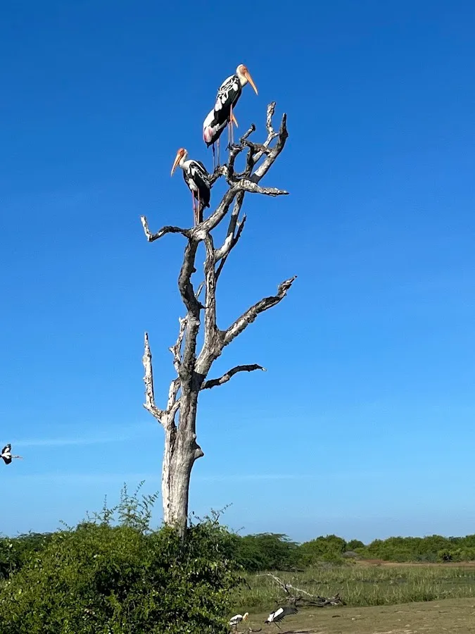Bundala Migratory Bird Safari