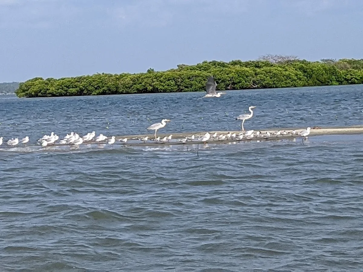 Kalpitiya Dolphin Cruise