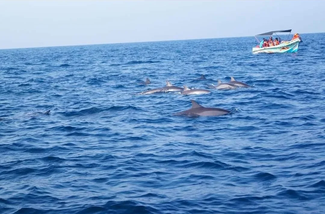 Kalpitiya Dolphin Cruise