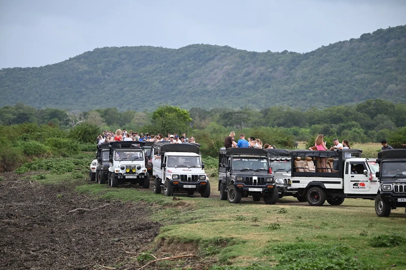 Minneriya Elephant Gathering