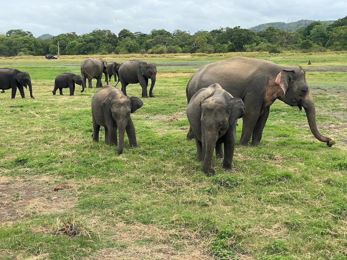 Minneriya Elephant Gathering