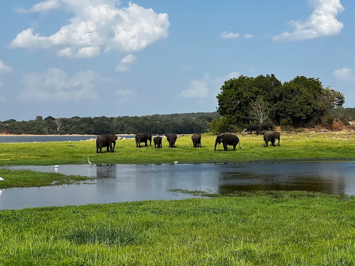 Minneriya Elephant Gathering