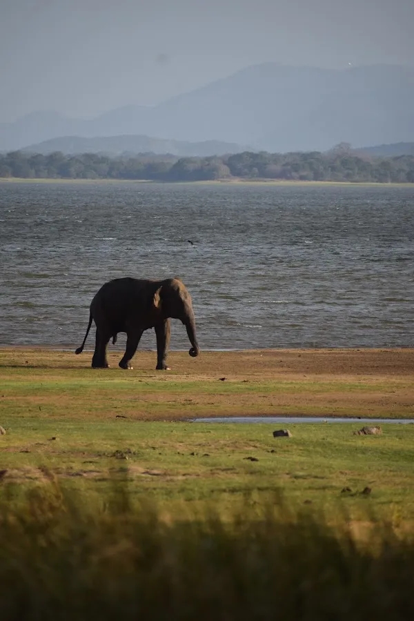 Minneriya Elephant Gathering