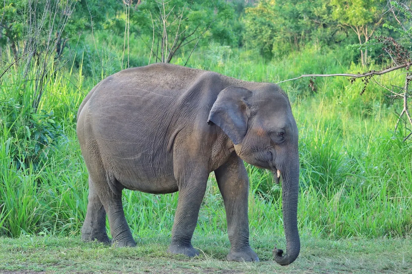 Minneriya Elephant Gathering