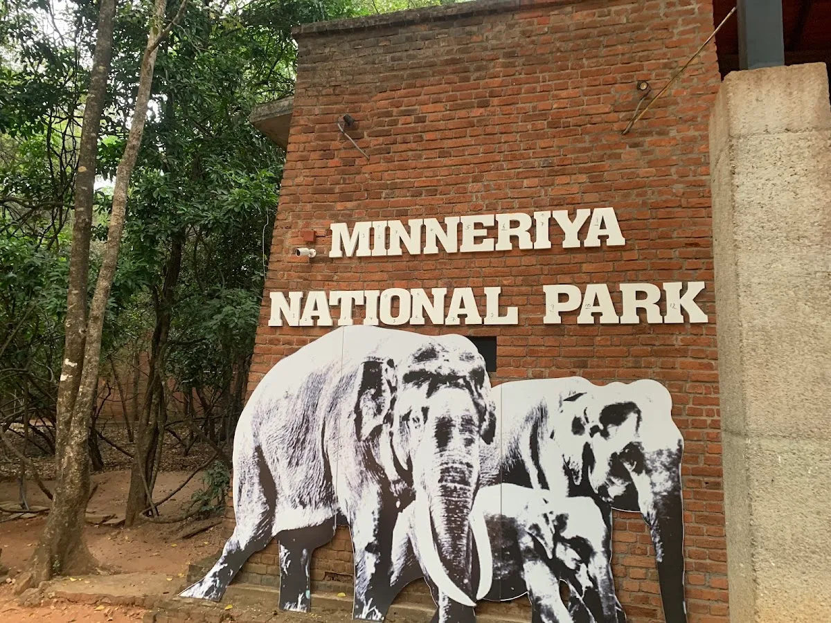 Minneriya Morning Bird Safari