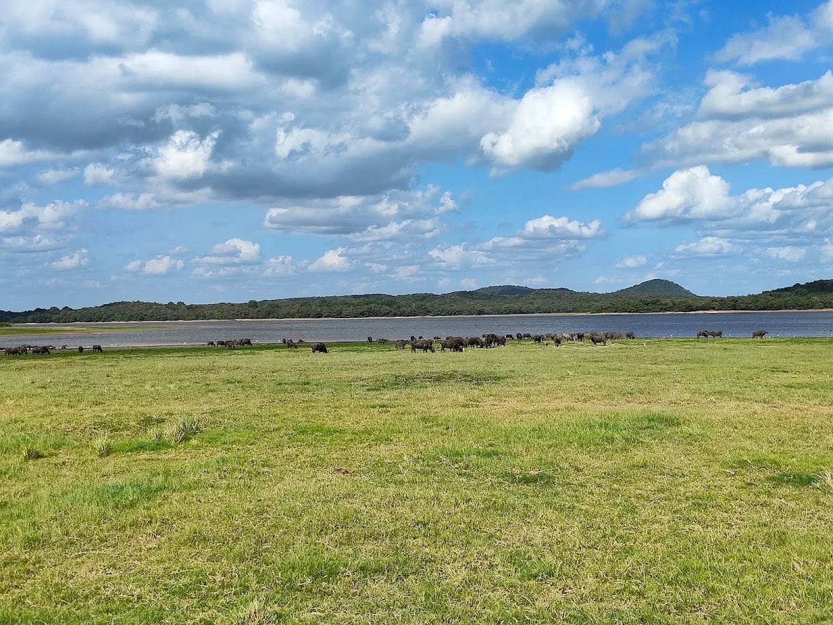Minneriya Morning Bird Safari