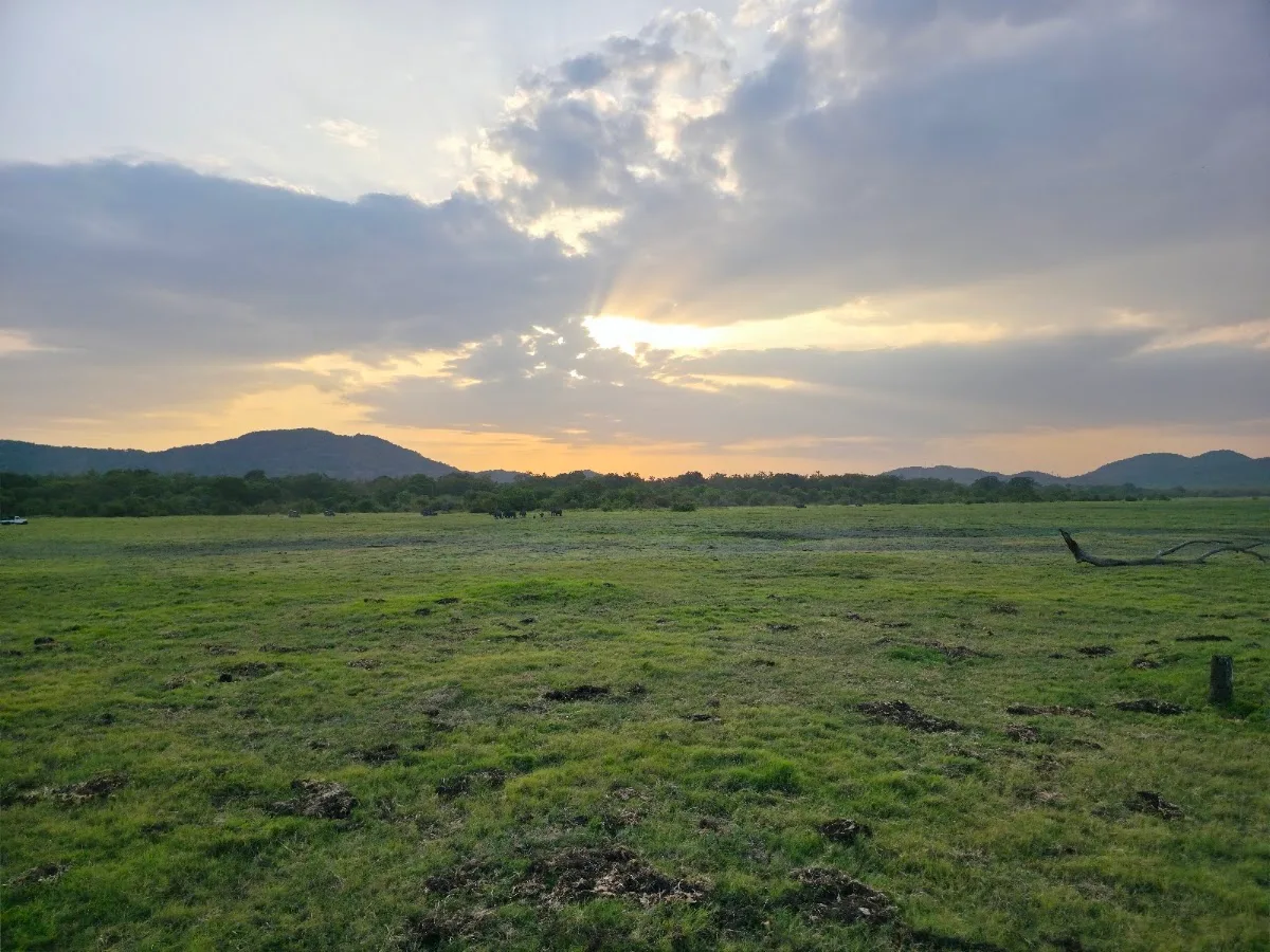 Minneriya Morning Bird Safari