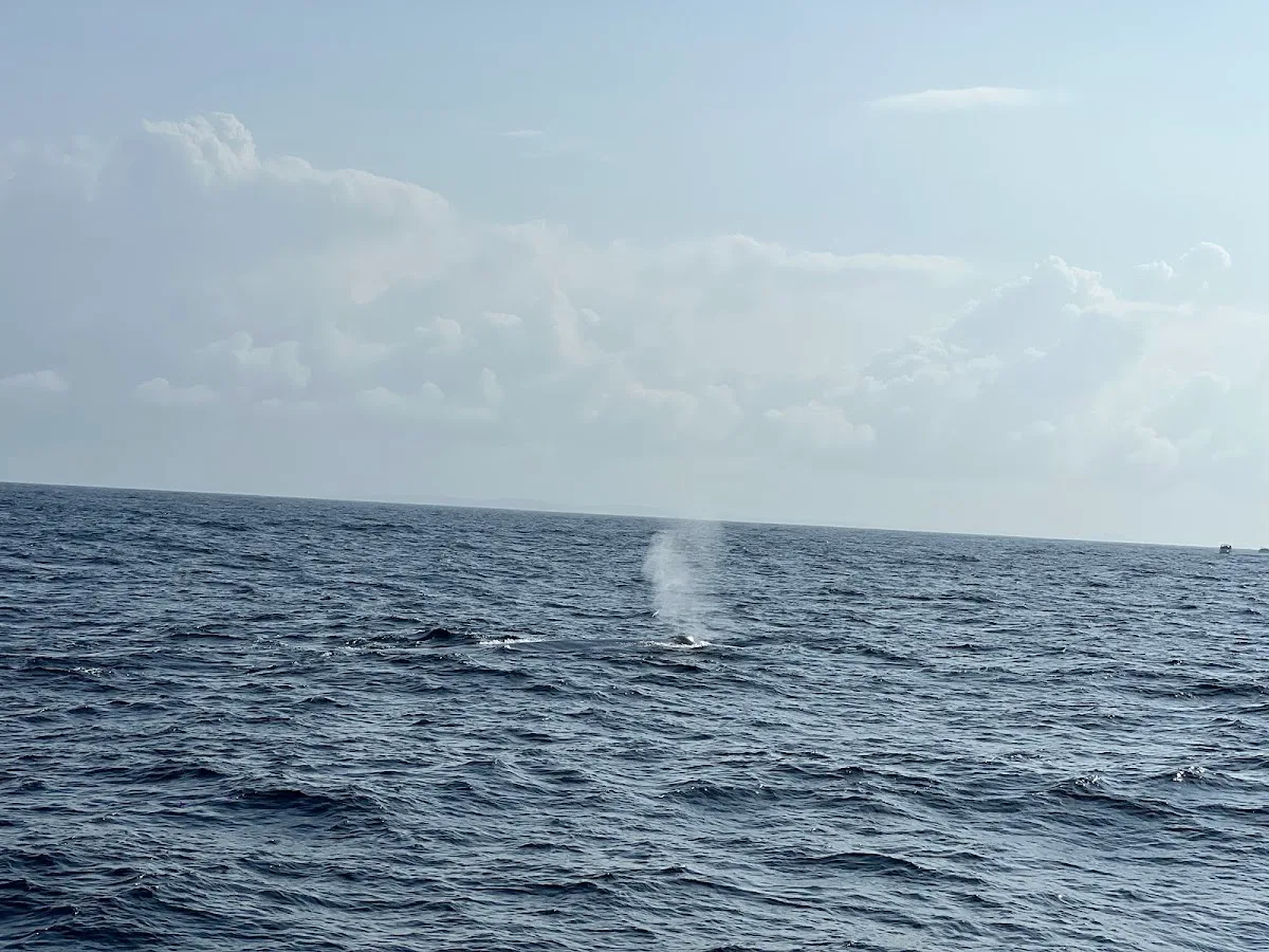 Mirissa Whale Watching