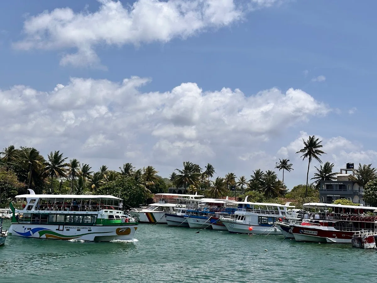 Mirissa Whale Watching