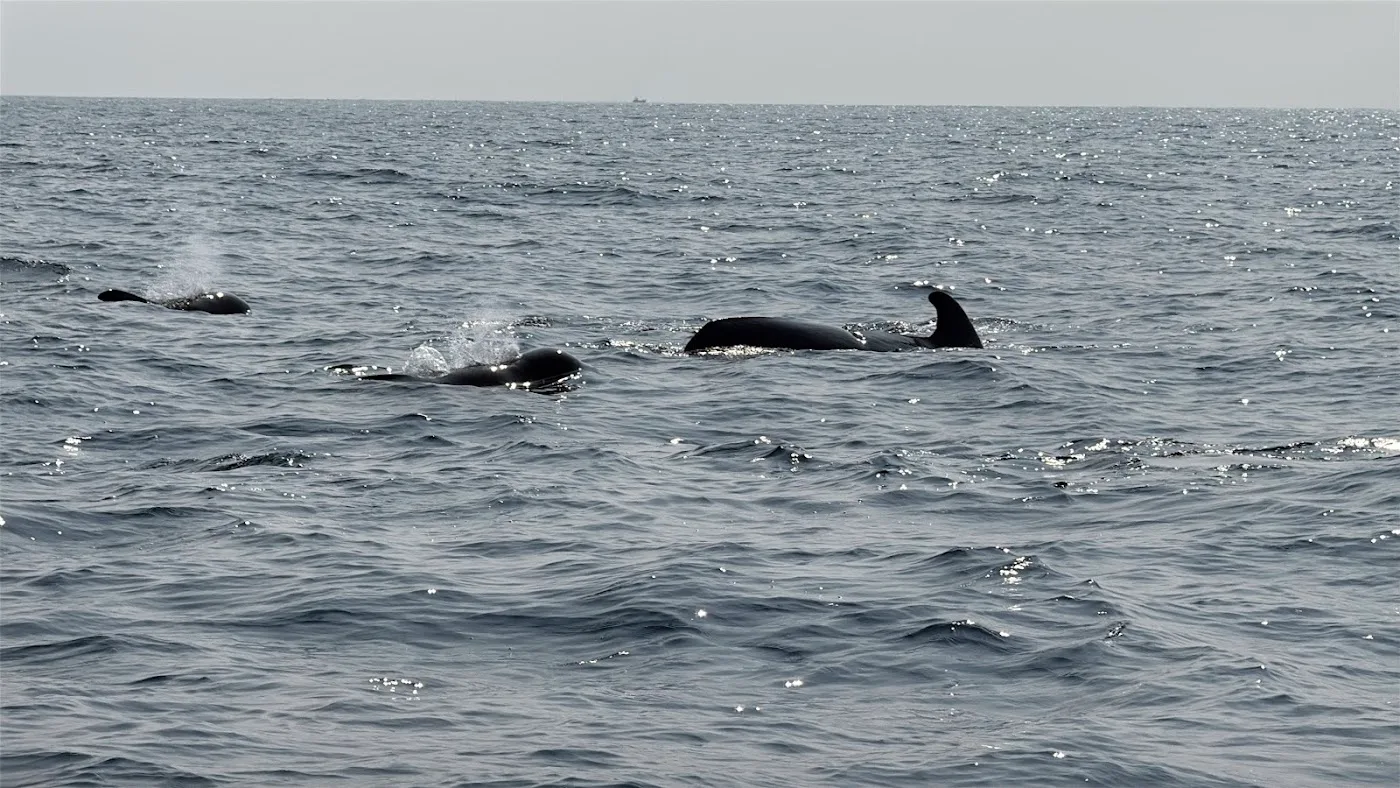 Mirissa Whale Watching