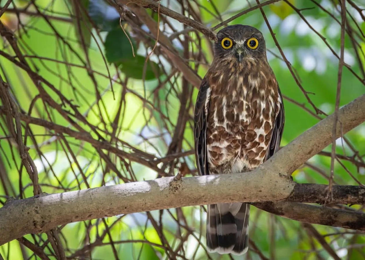 Nocturnal Owl & Village Walk