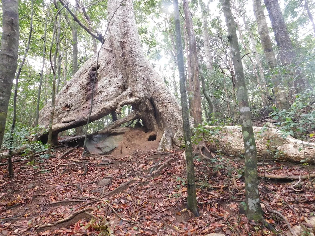 Ritigala Forest Silence Walk