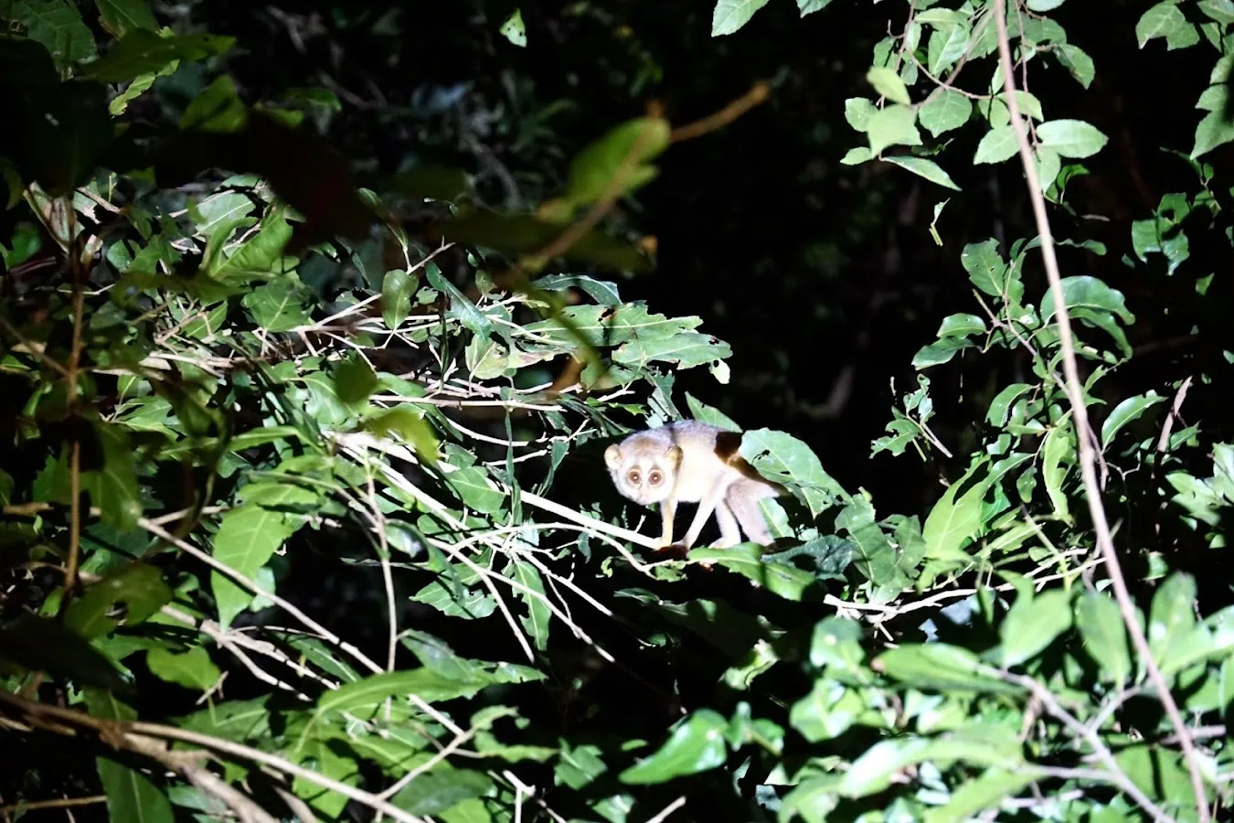 Sigiriya Nocturnal Trail