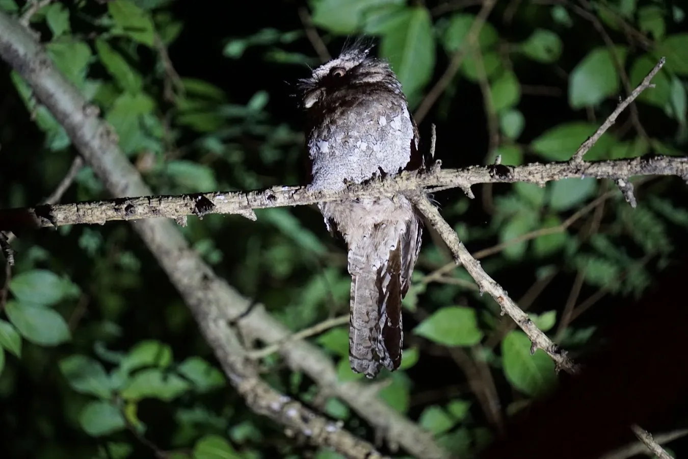 Sigiriya Nocturnal Trail