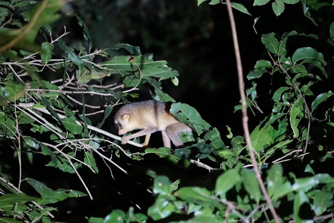 Sigiriya Nocturnal Trail
