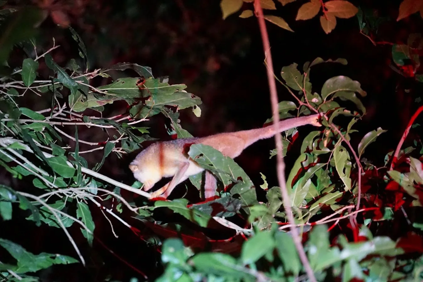 Sigiriya Nocturnal Trail