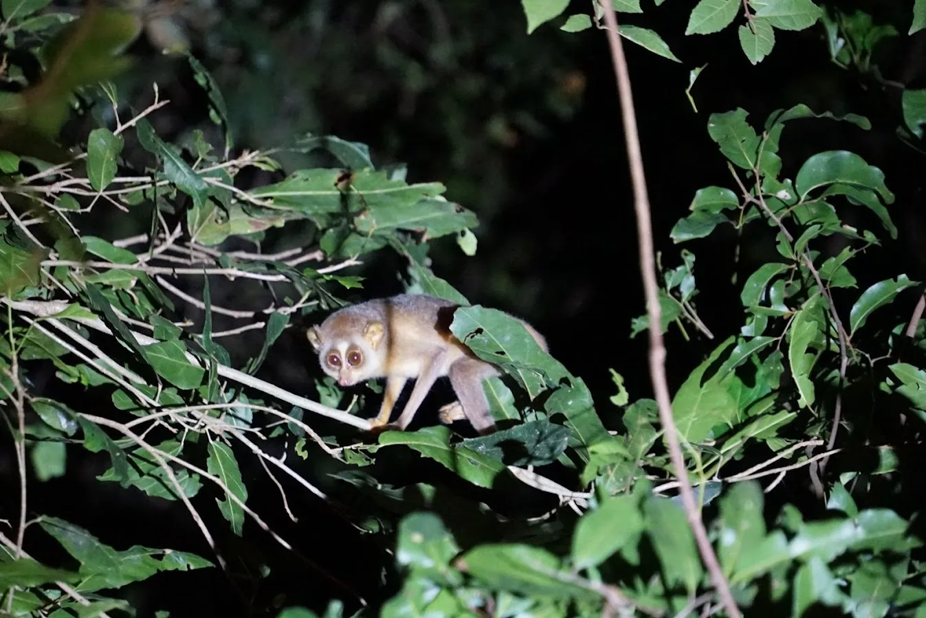 Sigiriya Nocturnal Trail