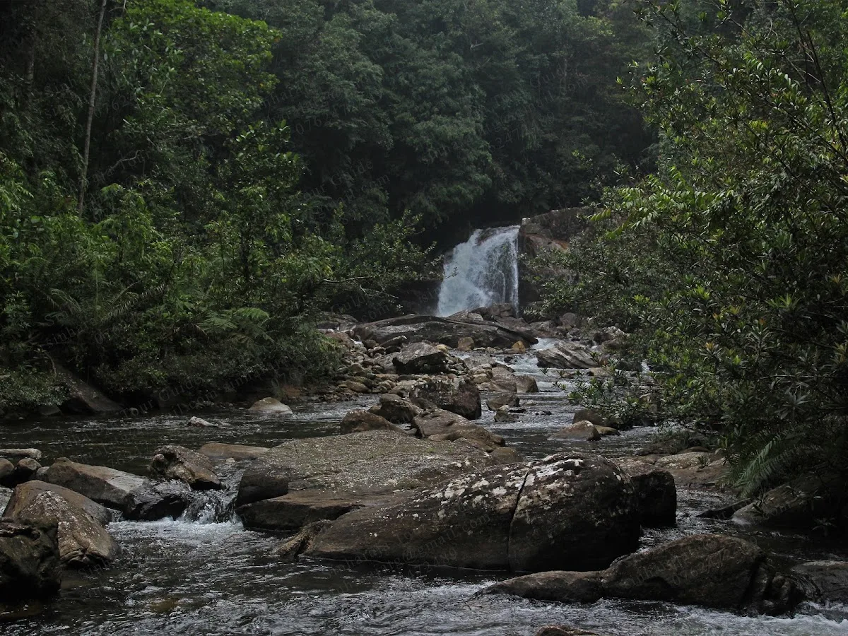 Sinharaja Mindfulness Walk