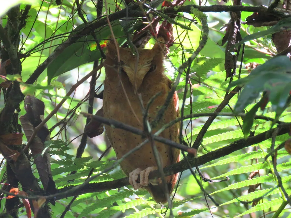 Sinharaja with a Forest Naturalist
