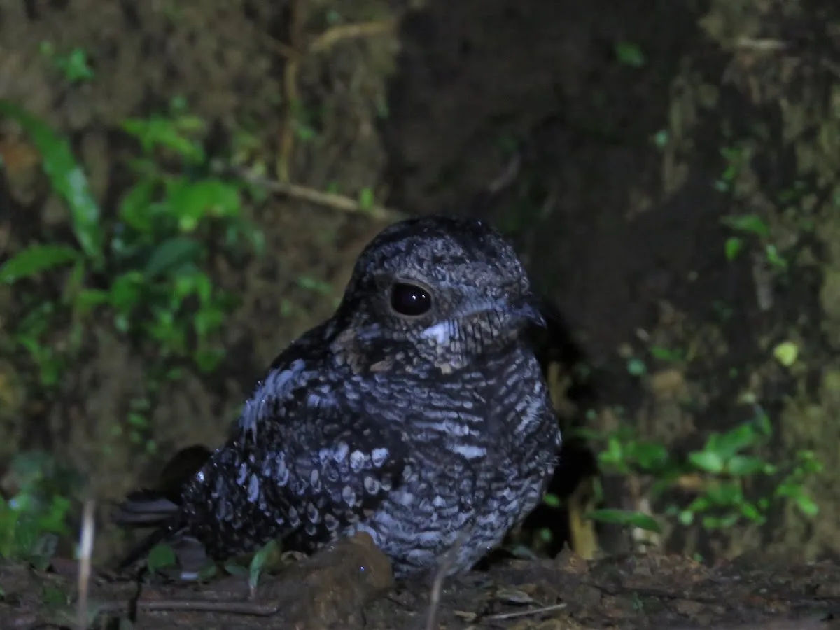 Sinharaja with a Forest Naturalist