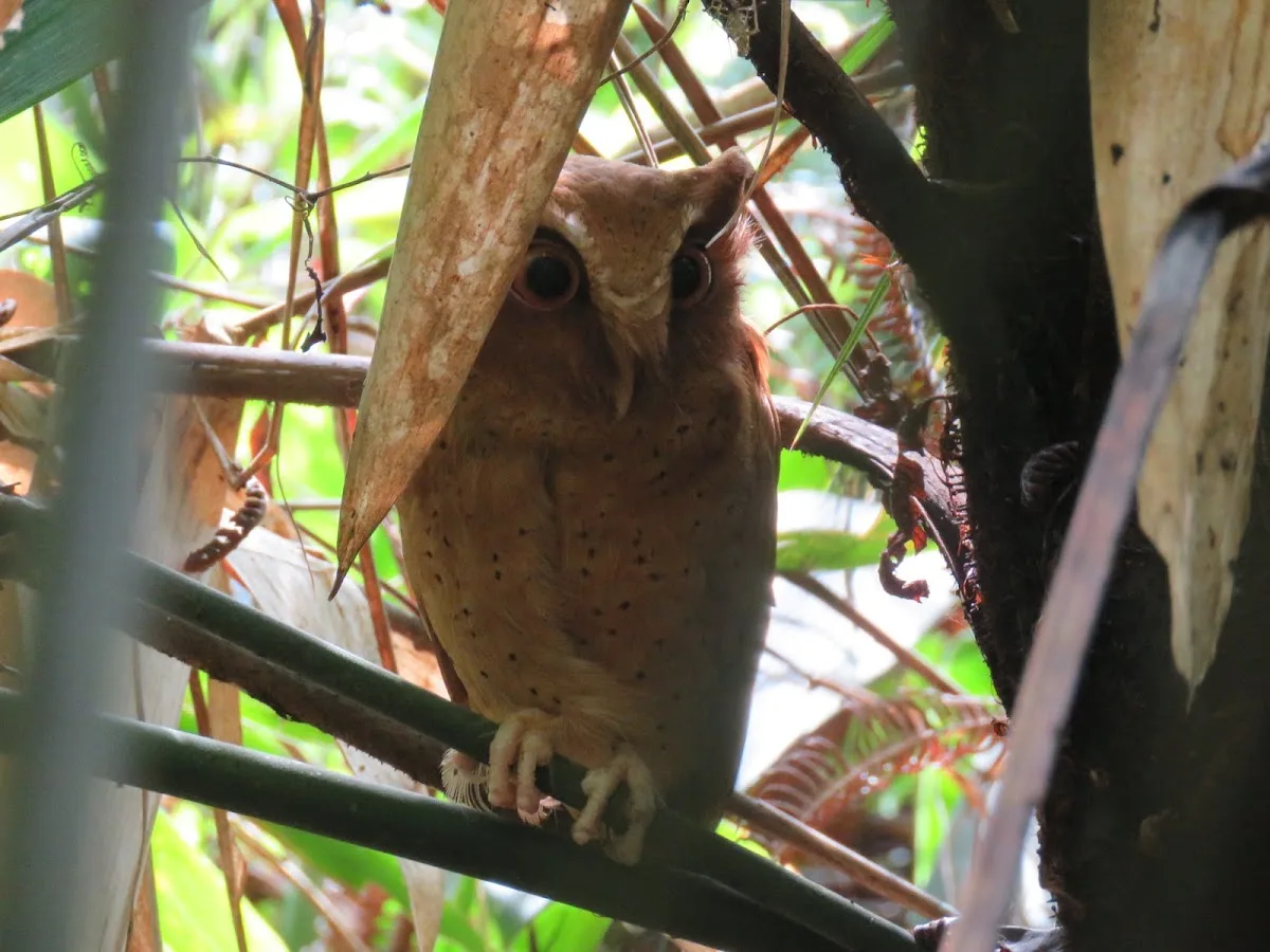 Sinharaja with a Forest Naturalist