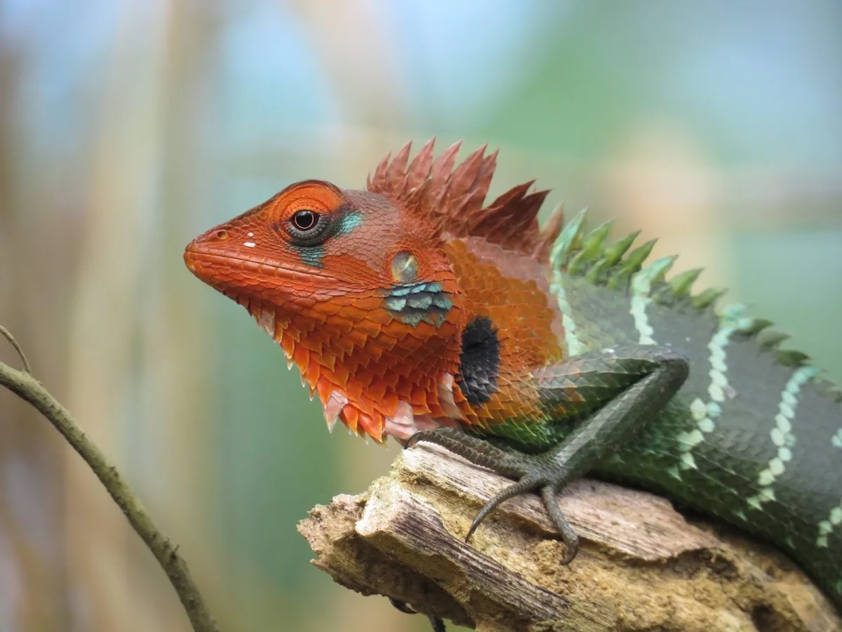 Sinharaja with a Forest Naturalist