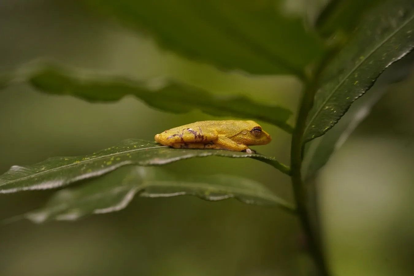 Sinharaja with a Forest Naturalist