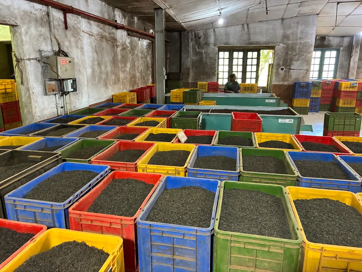 Private Tea Tasting & Factory Tour