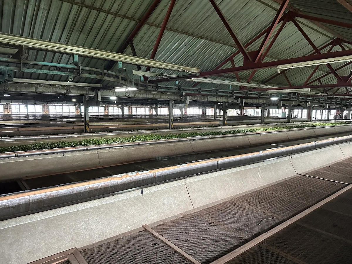 Private Tea Tasting & Factory Tour
