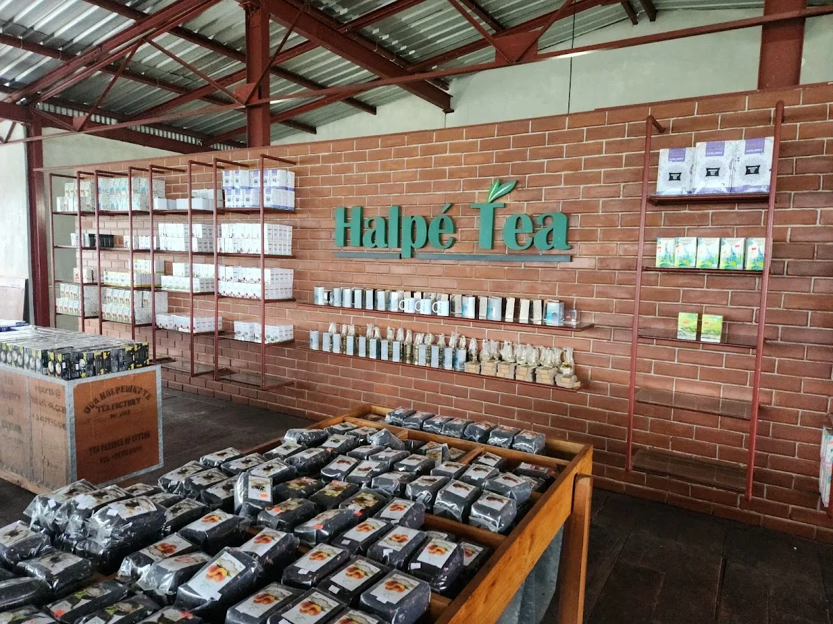 Private Tea Tasting & Factory Tour