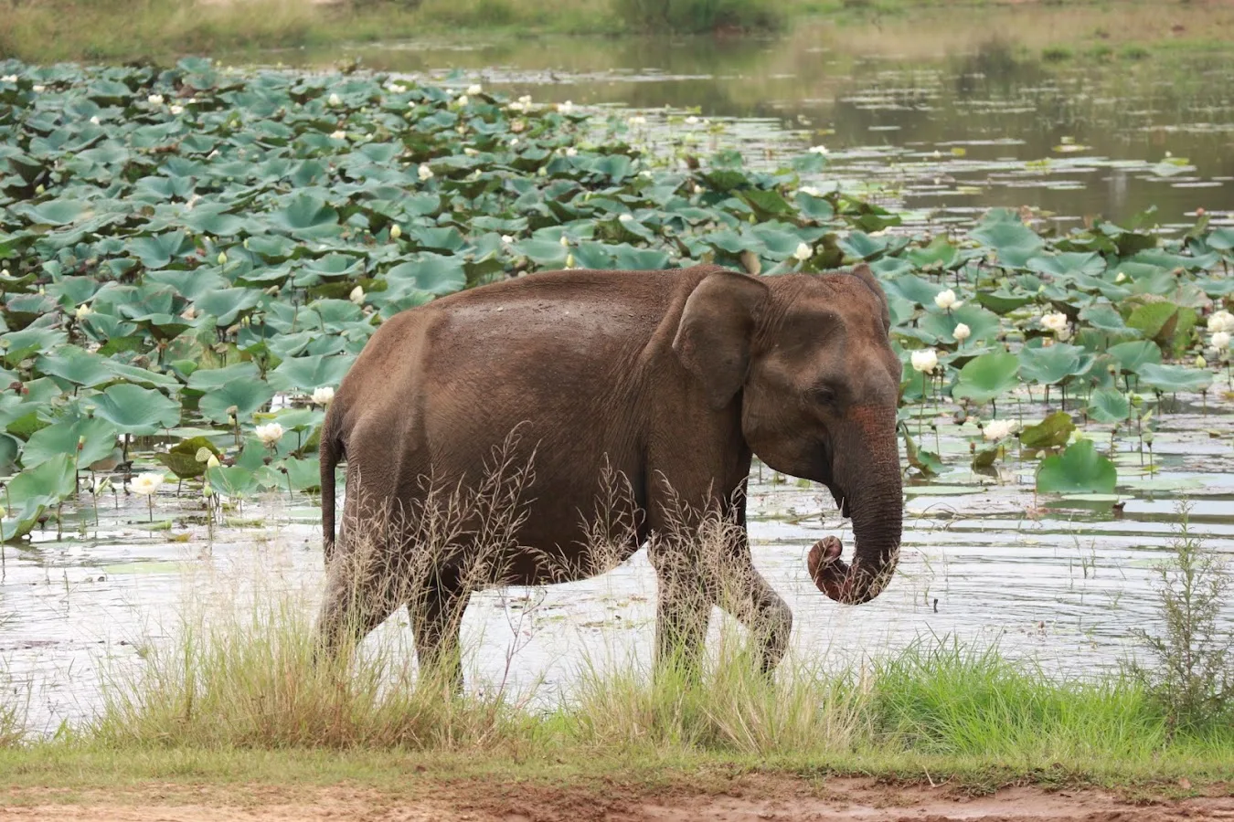 Udawalawe Elephant Safari