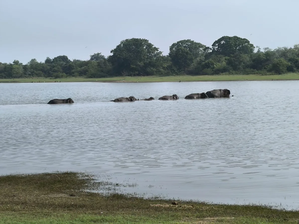 Udawalawe Elephant Safari