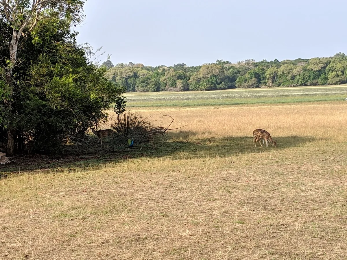 Wilpattu Wilderness Safari