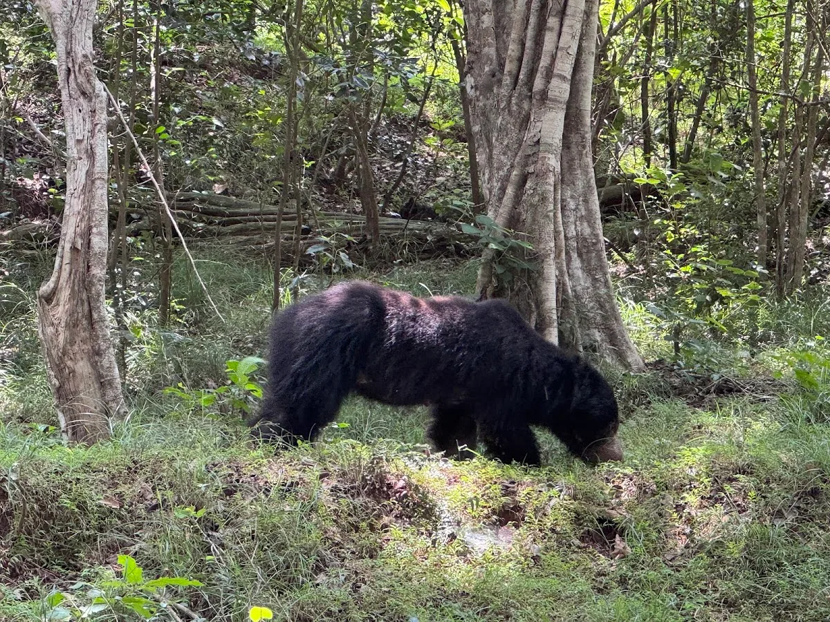 Wilpattu Wilderness Safari