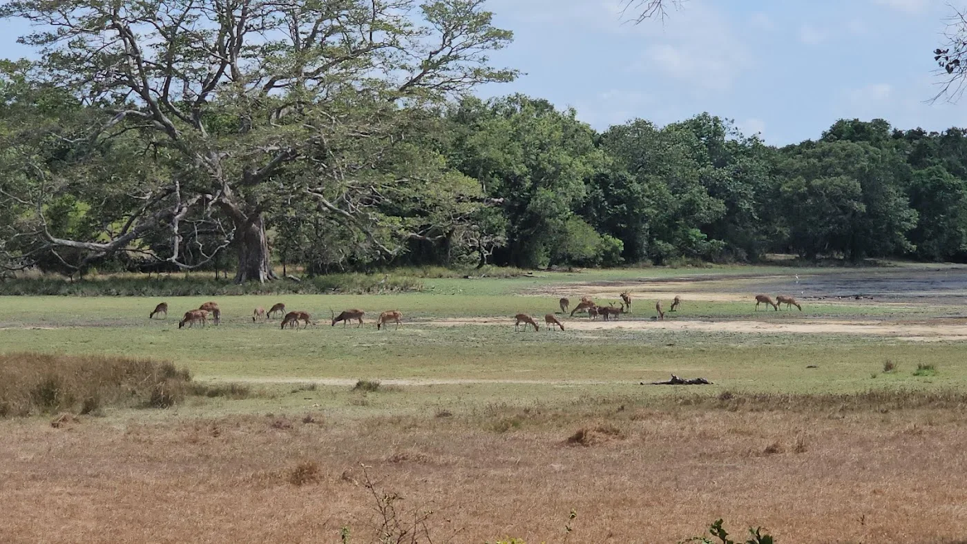 Wilpattu Wilderness Safari