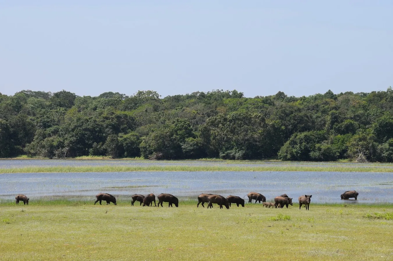 Wilpattu Wilderness Safari