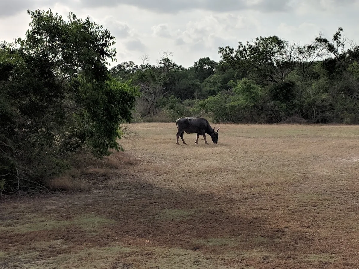 Wilpattu Wilderness Safari