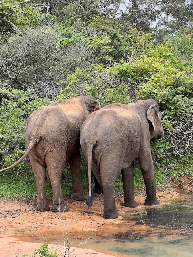 Yala Full-Day Safari