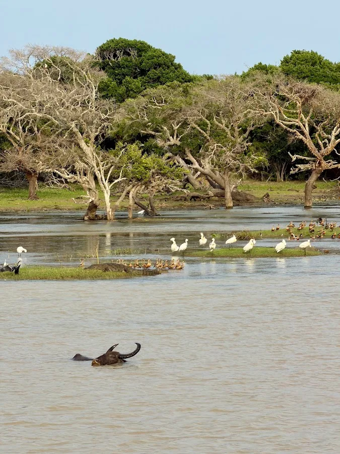 Yala Full-Day Safari