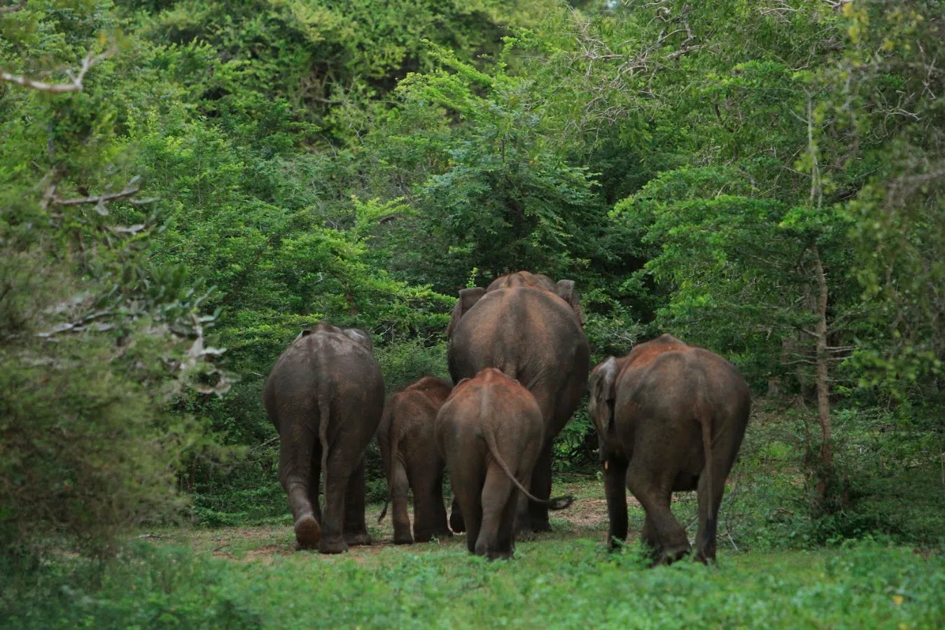 Yala Leopard Safari