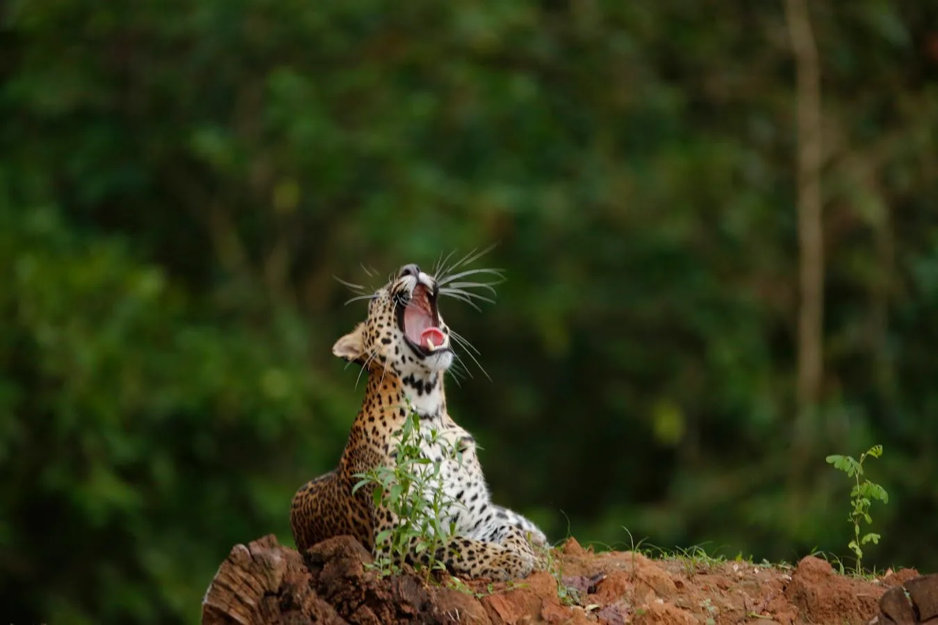 Yala Leopard Safari
