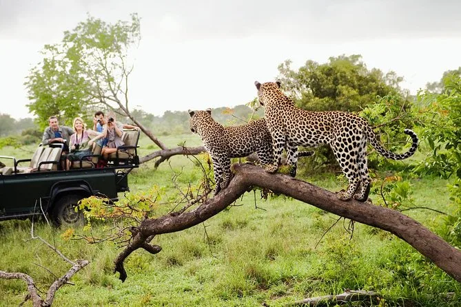 Yala Leopard Safari