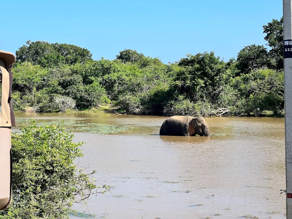 Yala Leopard Safari