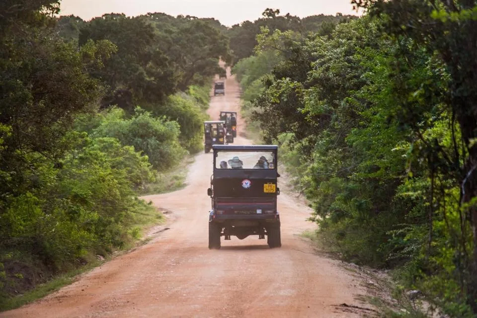 Yala Leopard Safari